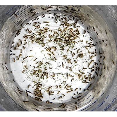 Buy Amphipods Saltwater Aquacultured Amphipods for Sale 100 cnt Online ...