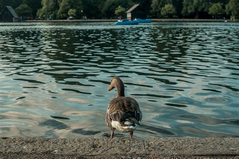 Free Images : river, animal, feather, lake, serpentine, duck family, baby duck, babies, shore ...