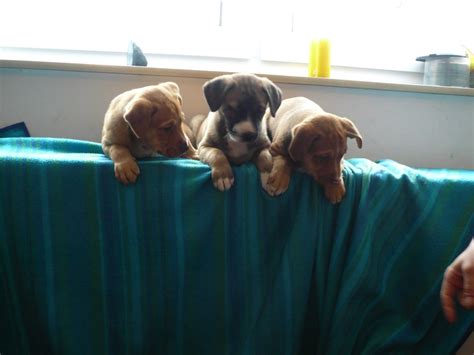 Mischlingswelpen Vater Weimaraner Labrador Mix Mischlingswelpen zu ...