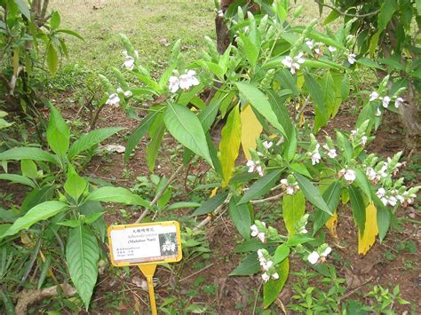 Haritham Rare Justicia adhatoda (Malabar Nut) - Medicinal Plant ...