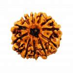 Buy Rudraksha Online at genuine Prices
