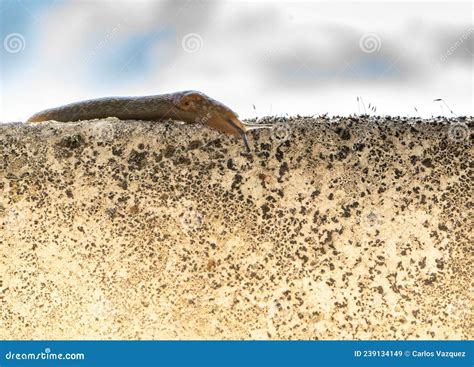 Image result for Exploding Slug Slow Motion