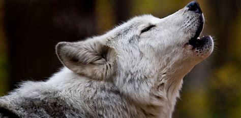 Image result for Wolves Howl