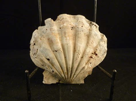Image result for Round Shell Fossil