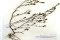 India Flora Online