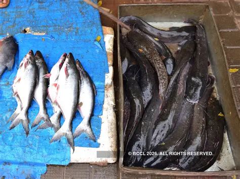 Threat to indigenous varieties - Invasive catfish thrive in Coimbatore ...