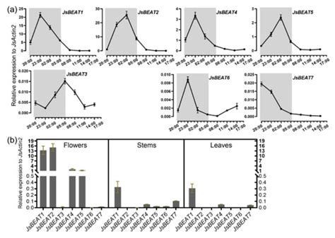 Characterization of Two BAHD Acetyltransferases Highly Expressed in the ...