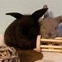 Image result for Holland Lop Rabitts