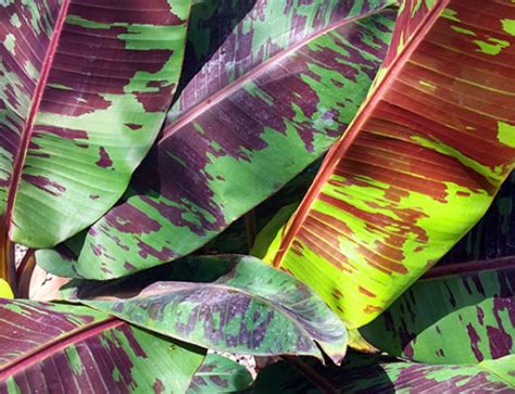Indian Blood Banana | Andhra Nursery Farmers Association