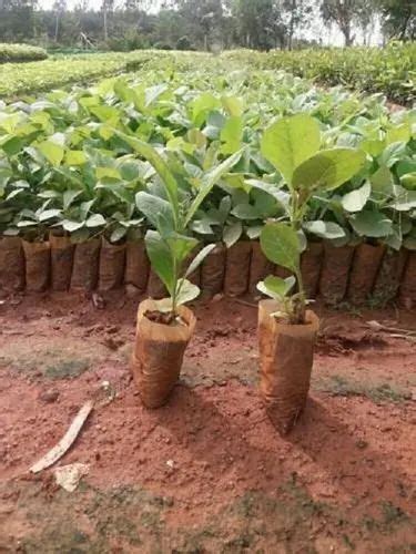 Nursery Plant - Teak wood plant Trader - Wholesaler / Distributor from ...