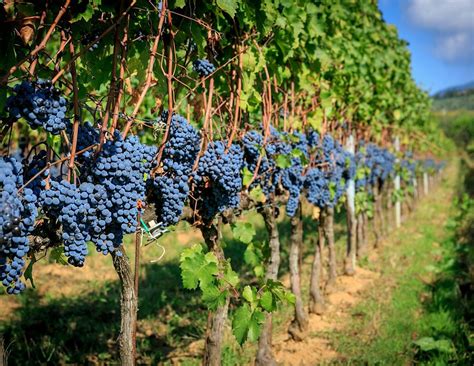 2025 Fall Pech Merle Wine Club Pick Up Party!, Pech Merle Winery ...