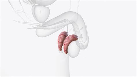 A epididimite é uma inflamação do epidídimo, um tubo na parte de trás ...