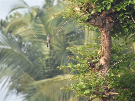 Grey-bellied Cuckoo - eBird