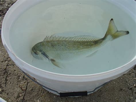 Pogledaj temu - Morski crv ! najbolja ješka !!!