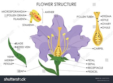 Scientific Name Of Flower Parts at Jonathan Dittmer blog
