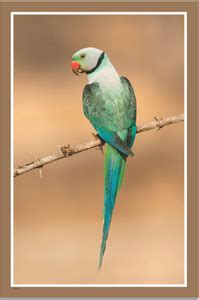 Parrot poster, Parrot Poster for Wall, Birds Posters for Kids Fine Art ...