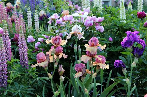 World of Irises: TALL BEARDED IRISES: IN FULL BLOOM--A Wonderful ...