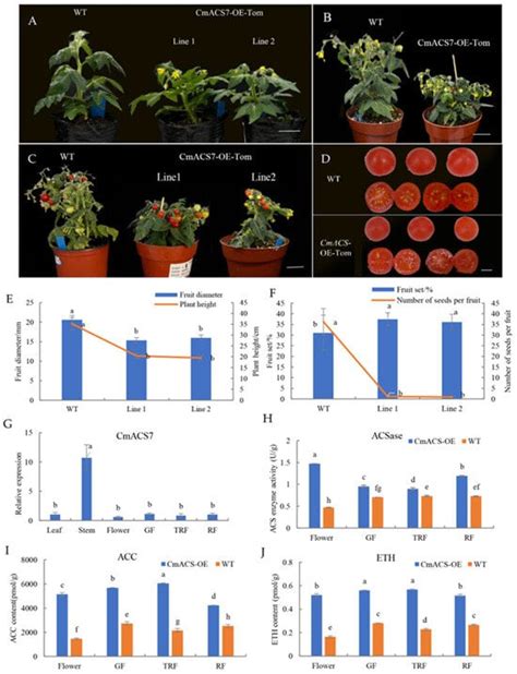 Genome-Wide Characterization and Functional Validation of the ACS Gene ...