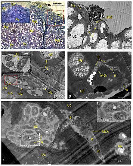 The Tripartite Lichen Ricasolia virens: Involvement of Cyanobacteria ...