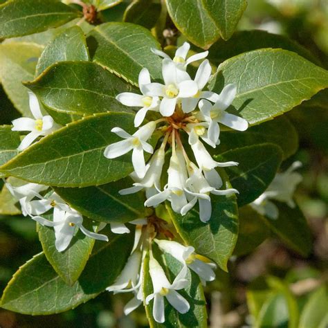 Osmanthus How To Grow And Care For Osmanthus | BBC Gardeners World