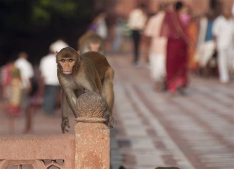 Monkeys turn 'terrorists' in Agra and the city has had enough