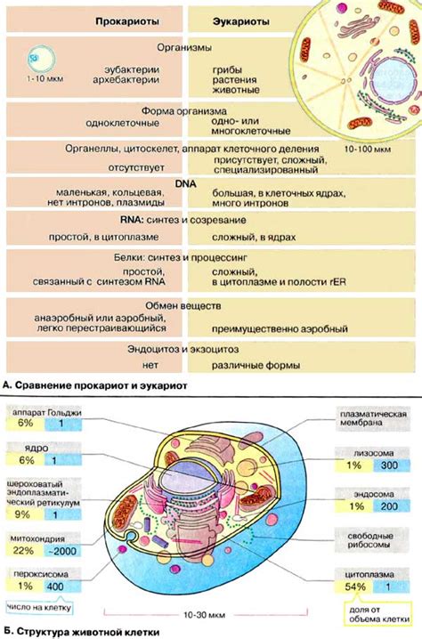Таблица строение и функции органоидов клетки таблица с рисунками ...