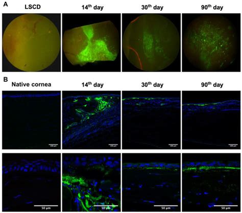 Corneal Reconstruction with EGFP-Labelled Limbal Mesenchymal Stem Cells ...