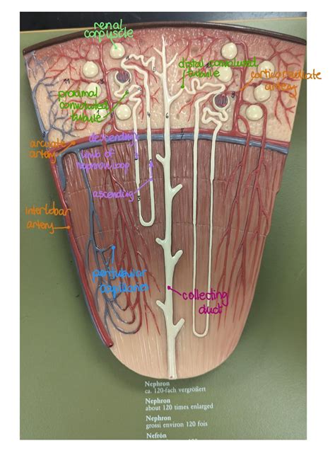 450 Studying ideas in 2025 | medical anatomy, medical school studying ...