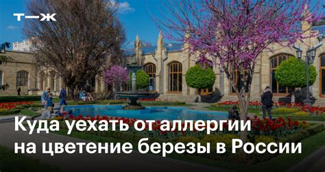 Цветение березы в 2025 году: карта распространения пыльцы, куда от нее ...