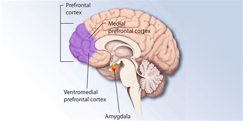 Image result for Prefrontal Cortex Damage