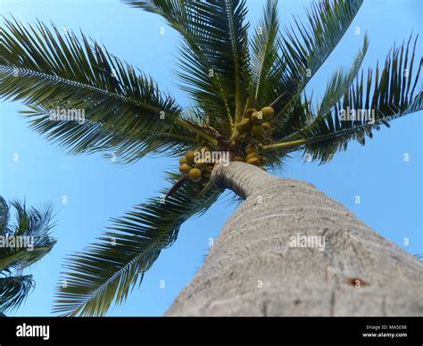 Tropical tree of death hi-res stock photography and images - Alamy