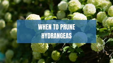Image result for Pruning Hydrangea Standard Tree Fall