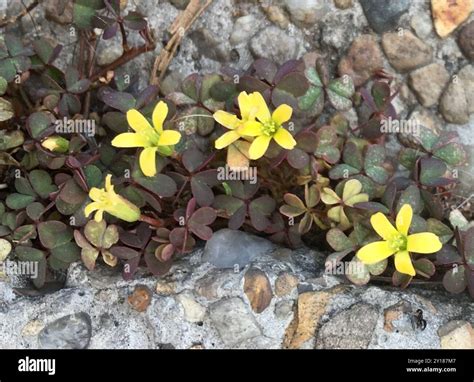 Creeping Woodsorrel (Oxalis corniculata) Plantae Stock Photo - Alamy