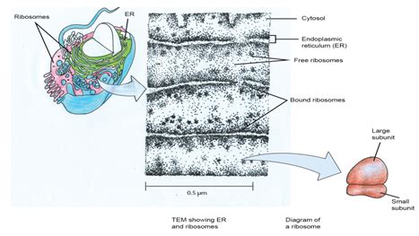 Figure 1: Schematic representation of the ribosome.