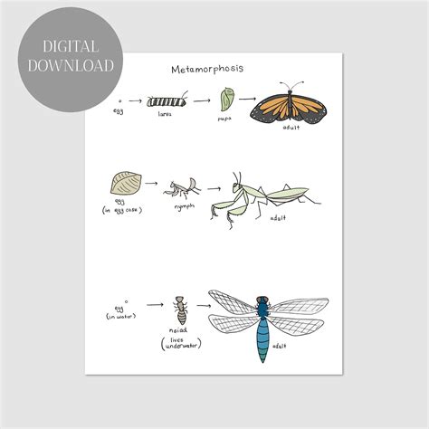 Praying Mantis Life Cycle Diagram For Kids