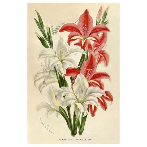 Gladiolus – The Living Influence