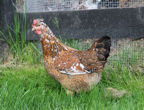 Swedish flower chickens | Crested Swedish Flower Hen | Chicken Keeping ...