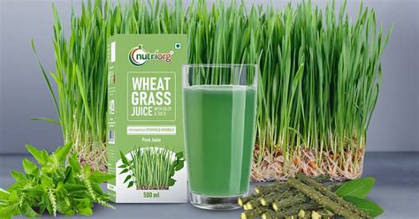 What is Wheat Grass, and What Are Its Health Benefits? – Nutriorg