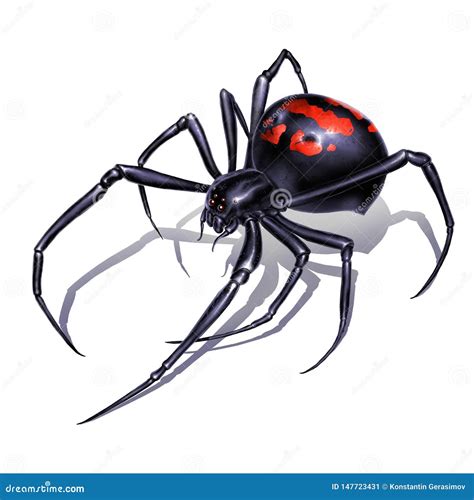 Black Spider Drawing