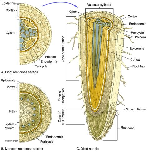 Root Structure photo | Biology plants, Life science, Botany