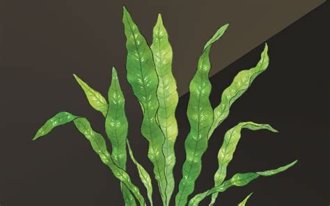 Java Fern Small Leaves at Tip 的图像结果