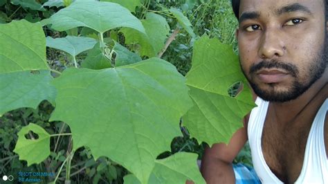 Share a Selfie with the tree planted last year on Van Mahotsav, 2017 ...