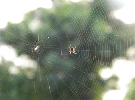 Junglistan Diaries: the writing’s on the wall - Greenpeace India