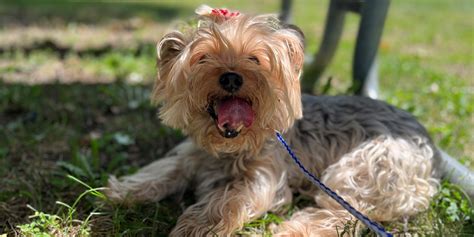 Adoption Resources | FACE | Low Cost Animal Clinic | Indianapolis, IN