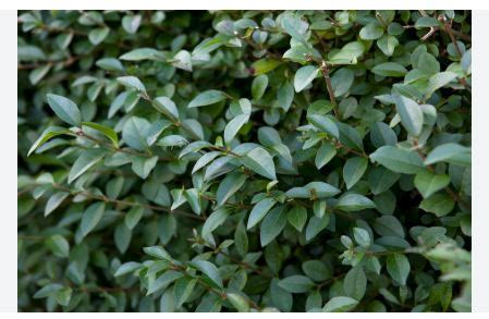 Image result for Privet Types