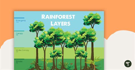 Rainforest Layers Worksheet 的图像结果