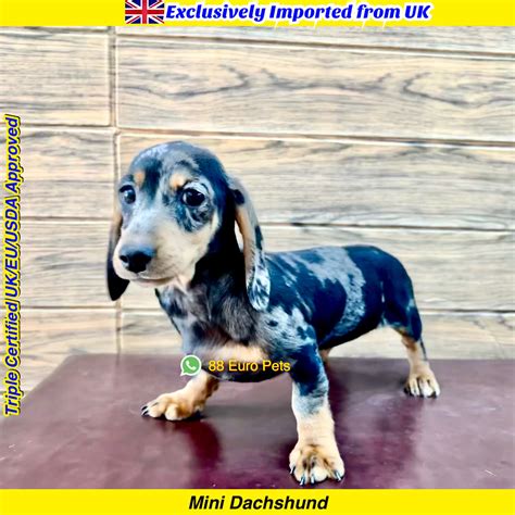 Miniature Dachshund Blue Dapple