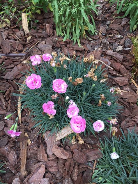 Little Theatre Of Alexandria