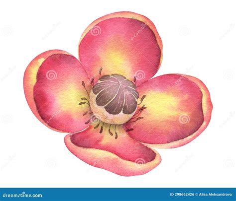 Mangosteen Flower Watercolor Illustration. Hand Drawn Floral Sketch of ...