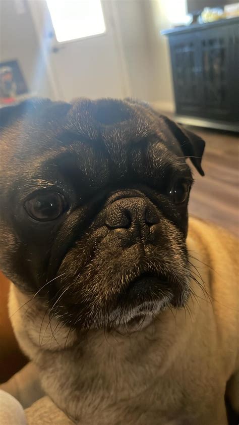 Happy national pug day from Mochi : r/pugs